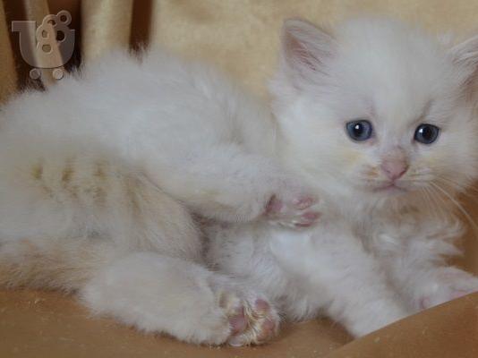 ΚΑΛΑ ΓΑΤΑΚΙΑ RAGDOLL PEDIGRE μόνο whatsapp (+63-995-461-6242)